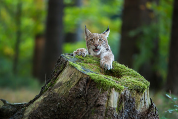 Junger Luchs schaut hinter einem Baumstumpf hervor