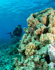 seabed with underwater life
