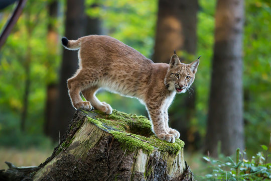 Junger Luchs auf einem Baumstumpf stehend