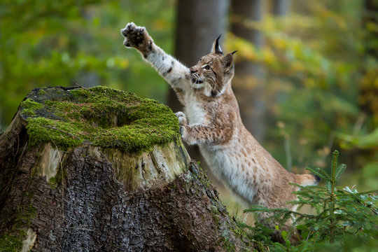 Junger Luchs mit ausgestreckter Pfote am Baumstumpf
