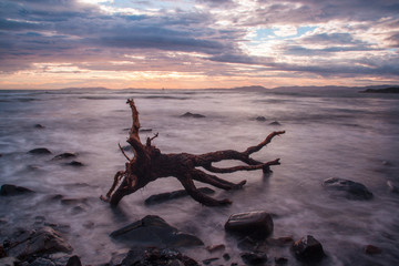 tree on the sunset beach