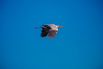 East in wild goes to building nest. Reserve France