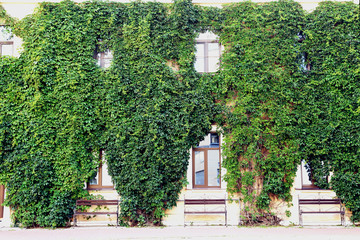 Fence of beautiful fresh green leaves on the big two floors builging.