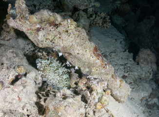 seabed with underwater life