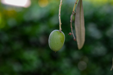 Little olive growing on the tree