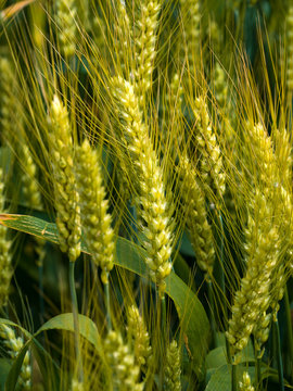 closeup of wheat