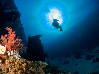 Obraz na płótnie Canvas seabed with underwater life