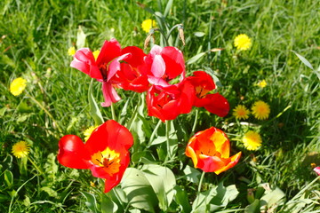 Obraz premium Rote blühende Tulpen