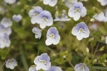Fototapeta premium blue flowers in the garden
