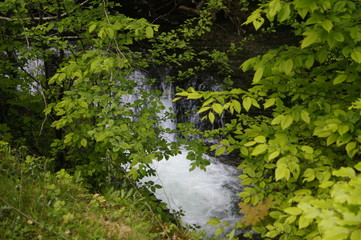 stream in forest