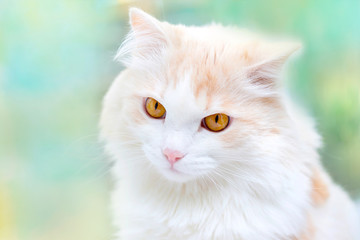 portrait of a white turkish angora cat