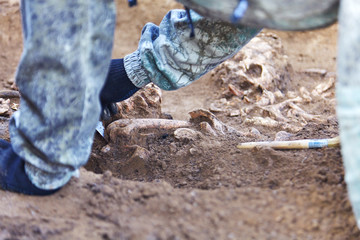 Archaeological excavation. The hands of archaeologist with tools conducting research on human bones, part of skeleton from the ground. Close up image of real process of digger.