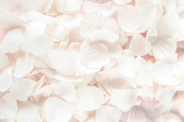 Background texture made of beige petals roses on pink background. Flat lay, top view. Valentine's background. 