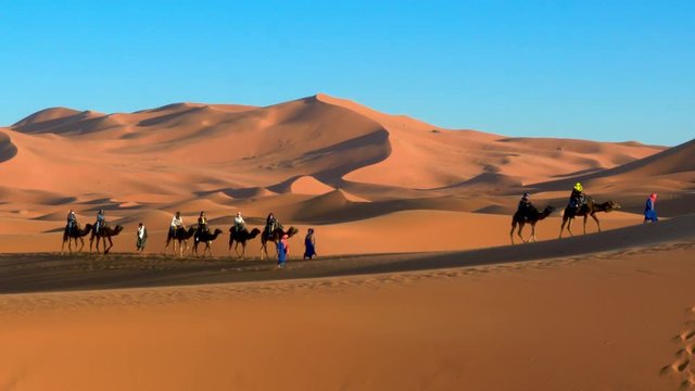 Row of camels at Erg Chebbi, Merzouga, Morocco