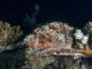 seabed with underwater life