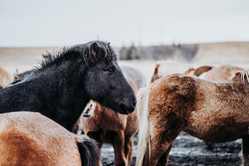 Beautiful grazing horses in Valley in Iceland