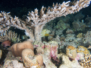 seabed with underwater life