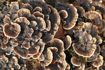 Erdwarzenpilz,