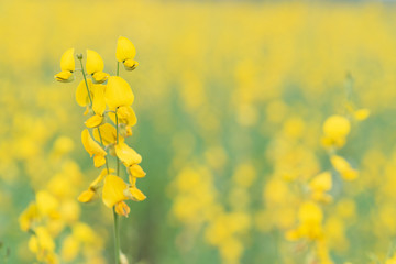 Yellow flower of Sunn hemp, Indian hemp flower field, Madras hemp or Crotalaria juncea is a tropical Asian plant used for green manure forage, organic soil building and cover crop applications