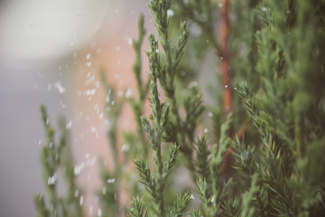 ветка ели на улице идёт снег фоновое изображение  © Anna81