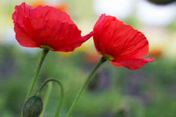 Obraz premium Two poppy flowers in garden
