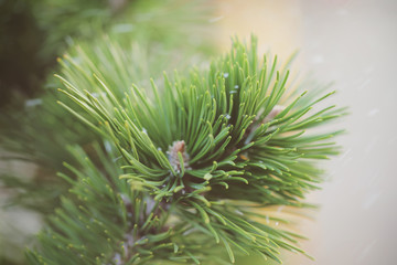 ветка ели на улице идёт снег фоновое изображение  © Anna81