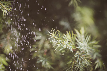 ветка ели на улице идёт снег фоновое изображение  © Anna81