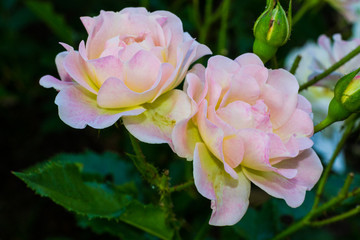 Two light pink roses 