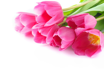 Pink Tulips for Valentine's or Mother's Day. Isolated