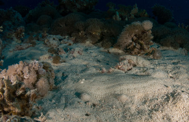 seabed with underwater life