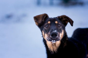 Stray dog curiously looking into the camera. Winter landscape.