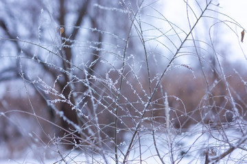 Frost on the branches of the shrub.