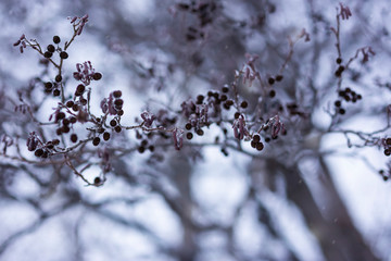 Alder branches in the fog in winter.