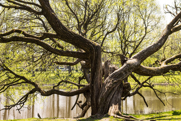 Big tree with many branches in spring