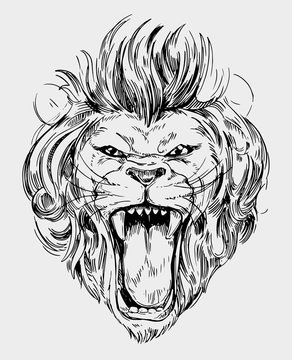 Head of roaring  lion. Hand drawn illustration converted to vector