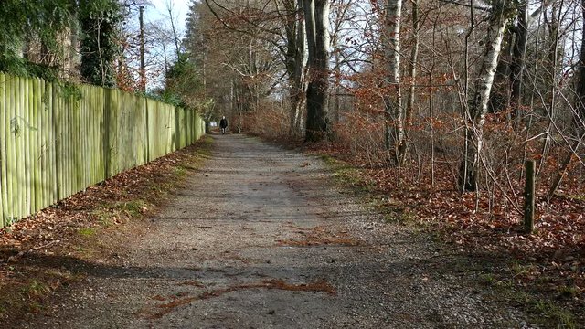 Mann im Wald, mann auf waldweg, laufend