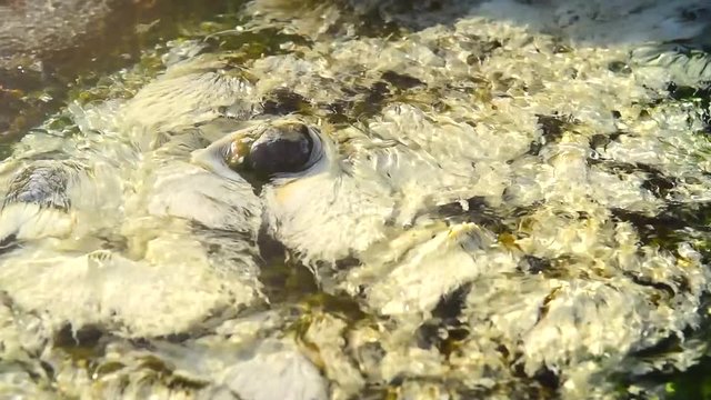 Bacteria Chloroflexus aurantiacus in hot springs, Chae Son National Park , Lampang Thailand