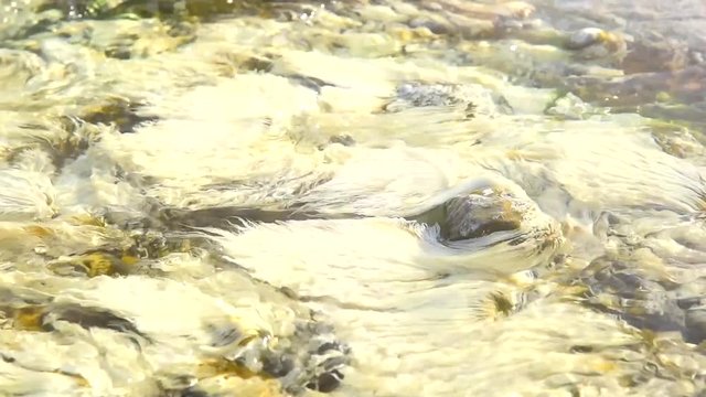 Bacteria Chloroflexus aurantiacus in hot springs, Chae Son National Park , Lampang Thailand