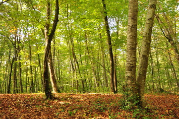 Forest, spain forest, beech, nature, trees