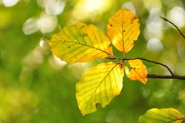 Leaf, spain forest, autumn