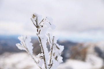 Close-up of hoarfrost grass stem on a cold sunny winter day