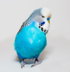 Blue wavy parrot on white background
