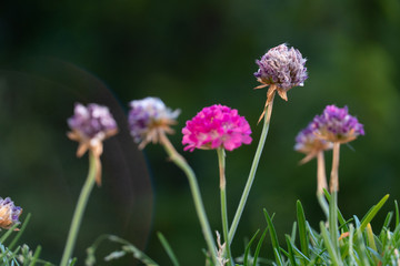 Purple flowers, macro shot