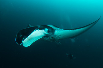 Manta Ray underwater. Scuba dive with Oceanic Mantas 