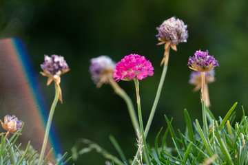 Purple flowers, macro shot