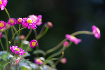 Little purple daisies. Selective focus