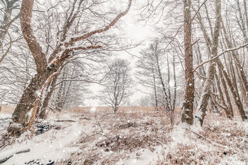 Snow in a forest with barenaked trees in snowy weather