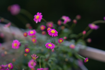 Obraz premium Little purple daisies. Selective focus