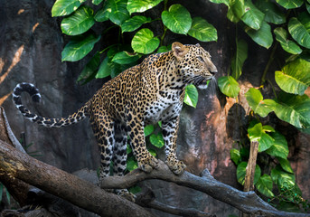 Leopard resting in the natural forest.