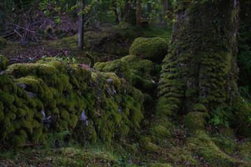 Fototapeta premium Landscapes wit attitude